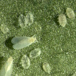 Whitefly Control